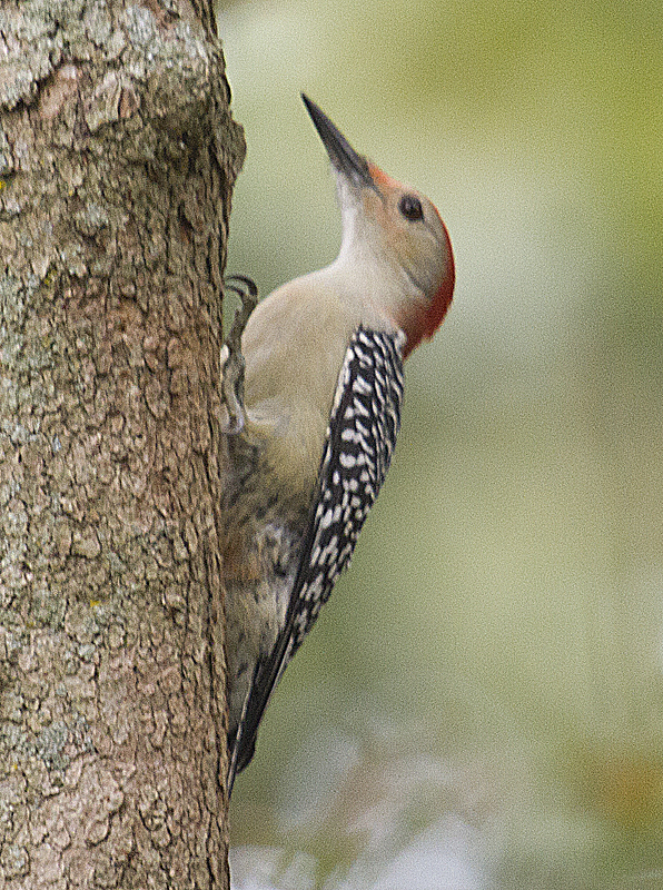 Northern Flicker